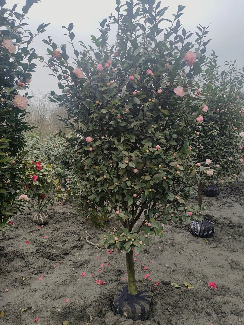 香妃茶花柱，花香，花期长。