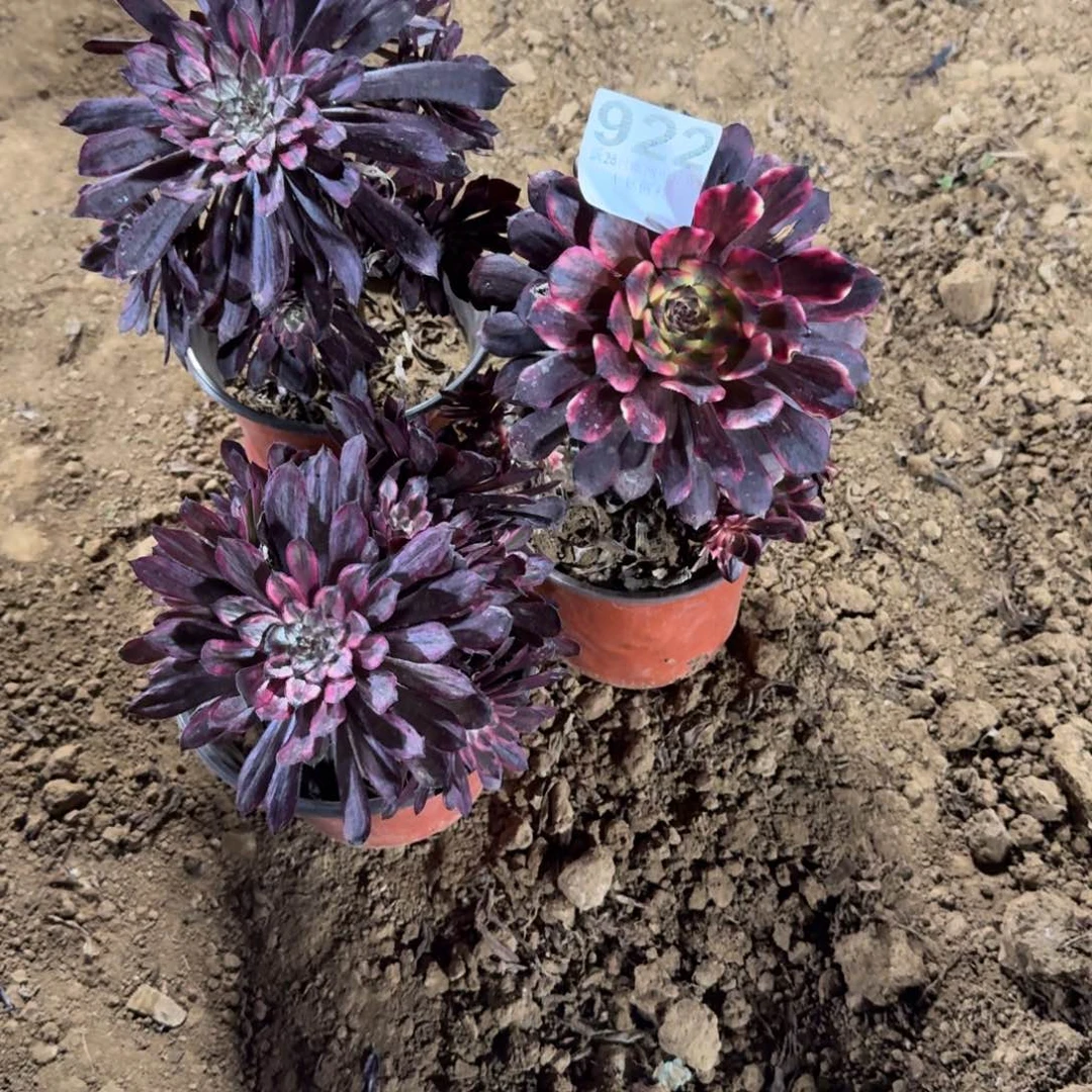 柠**菊922号3颗清棚不包损