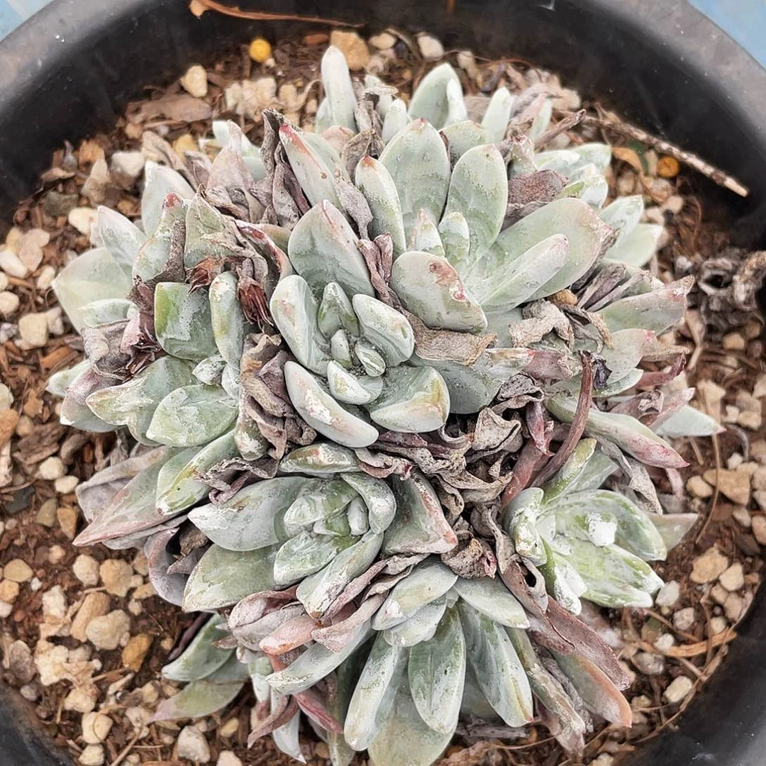 泡芙苹果叶老桩多头492