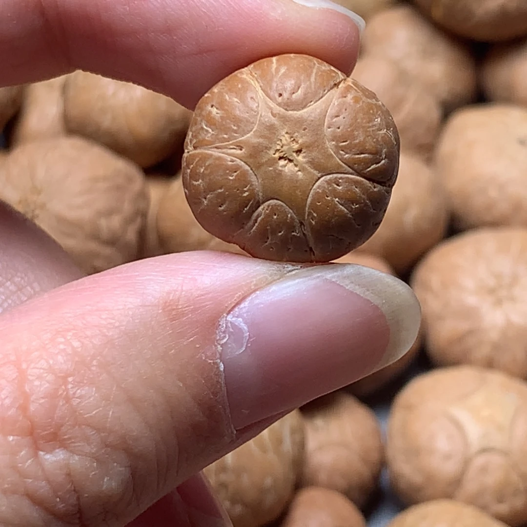 吊坠凤眼菩提六星17.6mm