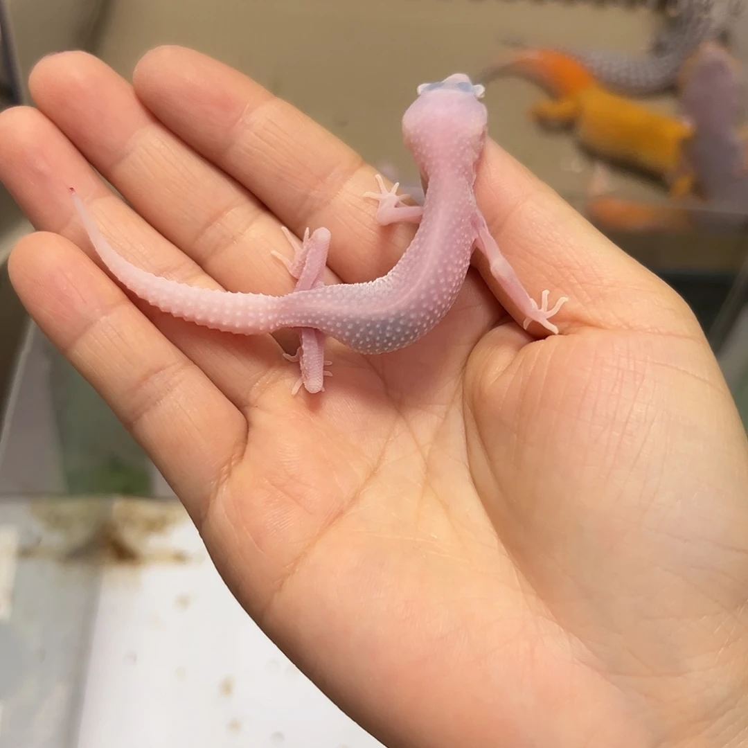 豹纹守宫豹纹守宫