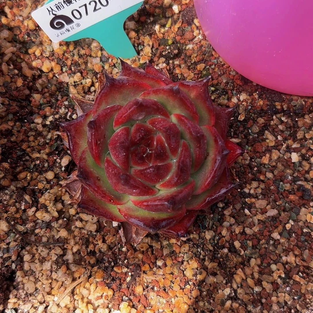 多肉一物一拍0720-130