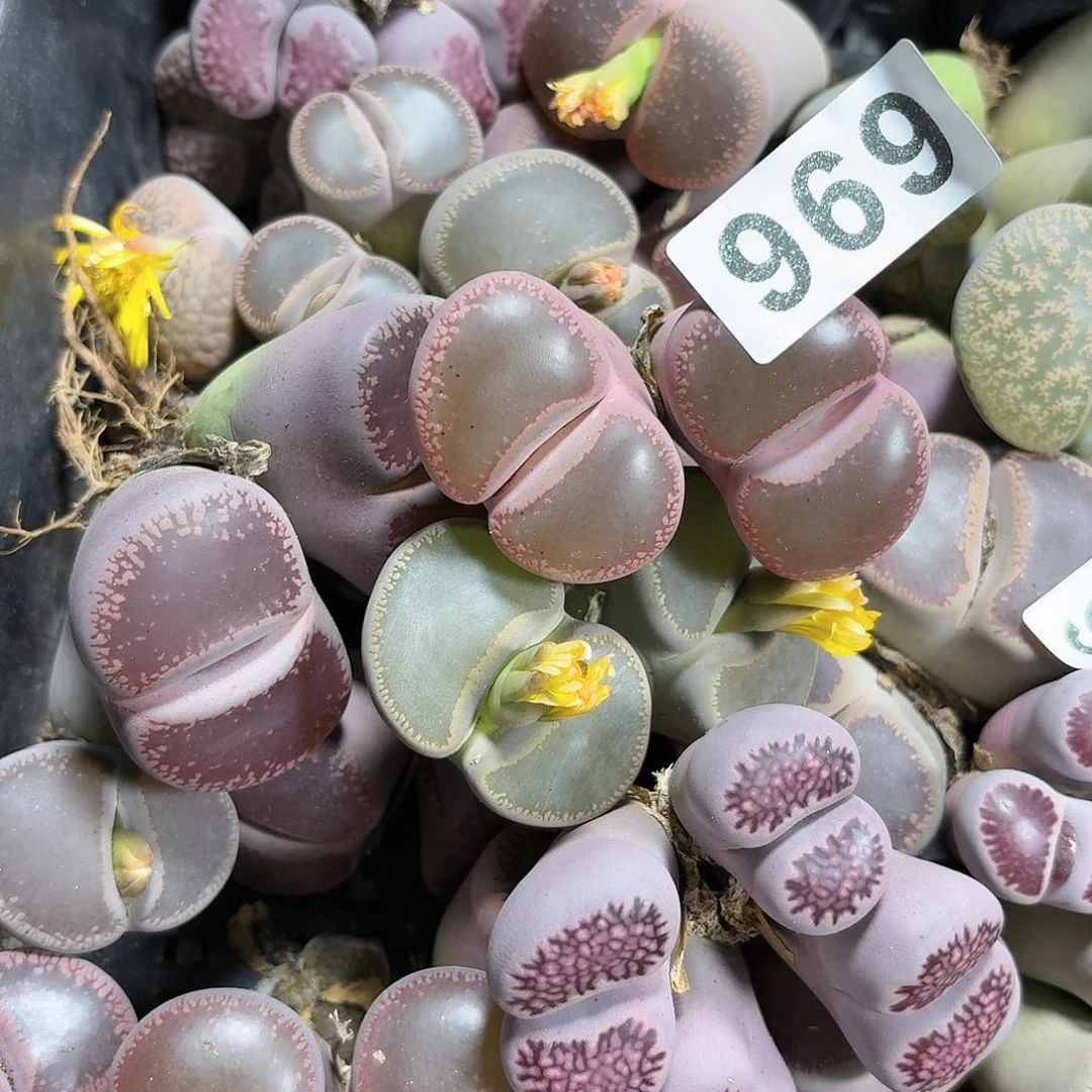 用***9生石花一物一拍969