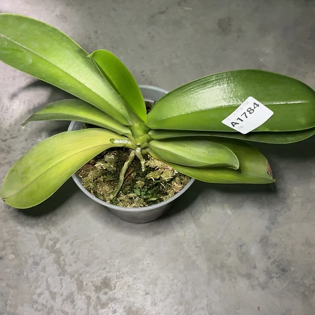 当前无花朵，栽培后可花朵A1784大花路德