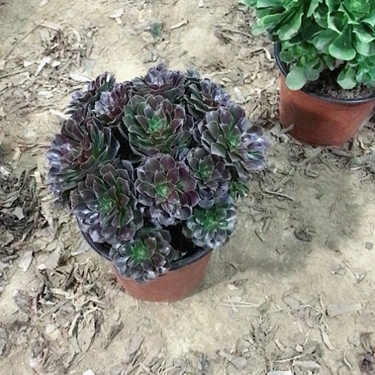 吕***o荷兰玫瑰000000032