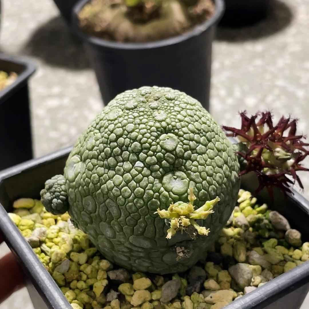 恐龙蛋666666666666