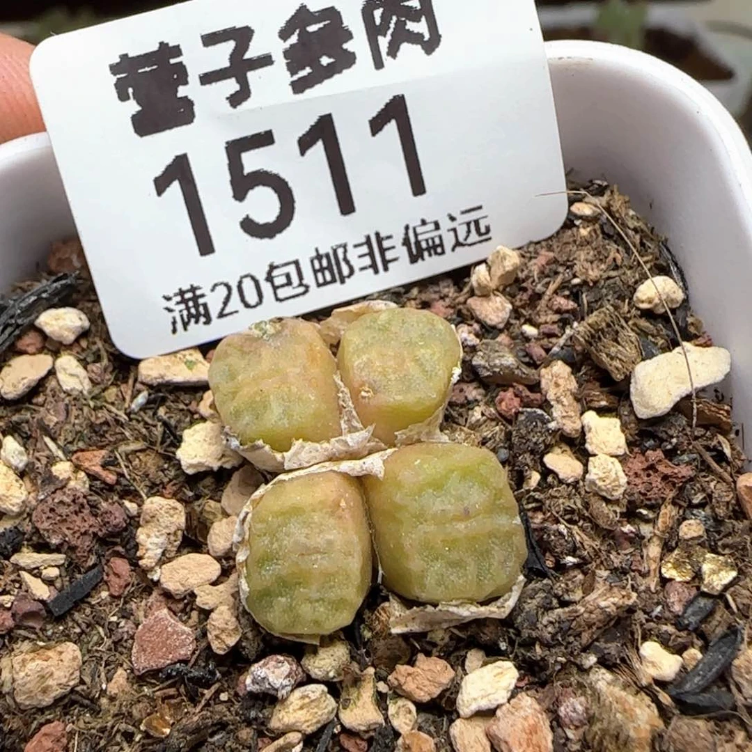 方烧1410.657带盆土。