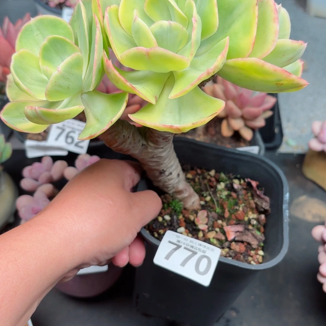 ****C夕阳牡丹锦无盆土发货