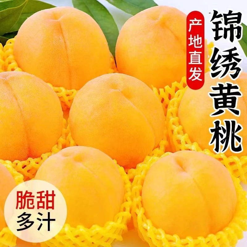 【顺丰包邮】锦绣黄桃黄金蜜桃子 新鲜现摘现发当季皮薄肉甜3/5斤装