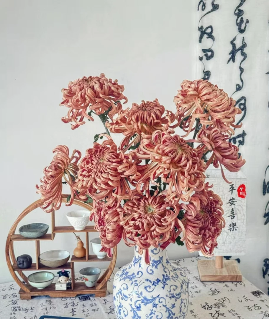 【国风大菊链接】维也纳、慕雪、珠玉云南产地直发 | 新鲜采摘