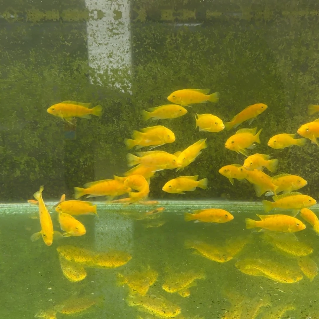 慈鲷非洲王子完美^_^^_^