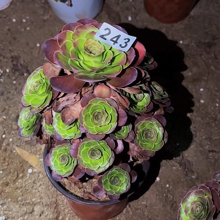 243魅金多肉植物不售后