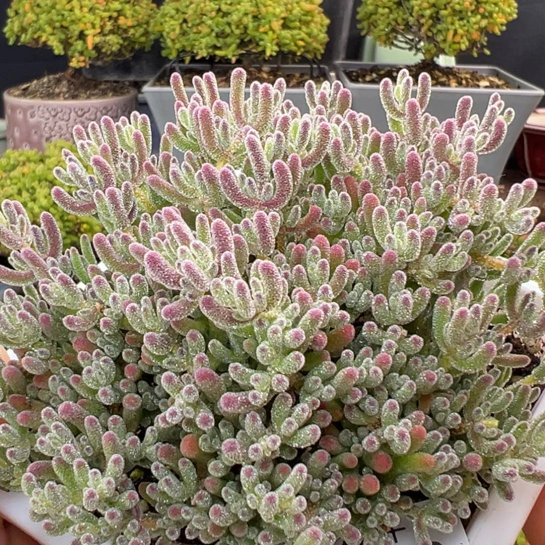 dy5420老桩精控冰晶冠幅9.5cm