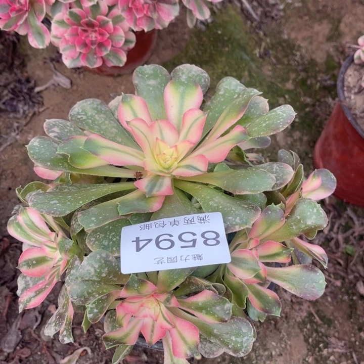 8594香妃的人多肉的