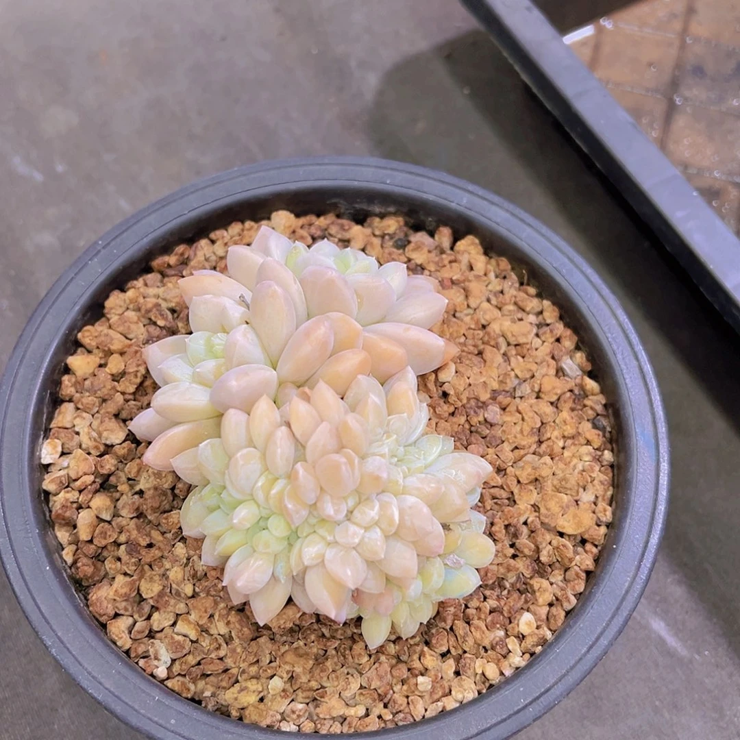 心**飞新品美人，多肉植物