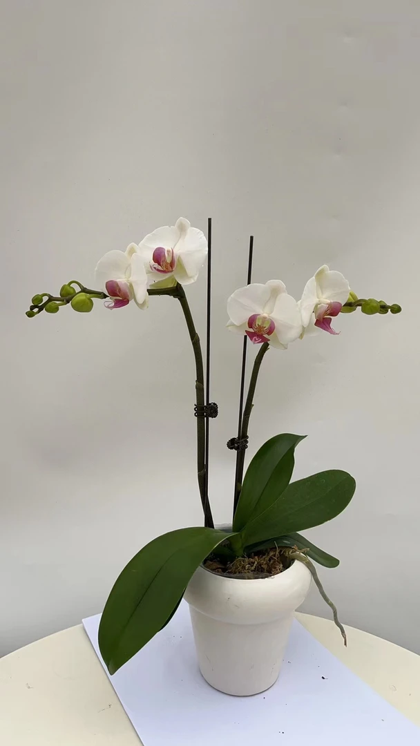 欢然花田培植蝴蝶兰（一见钟情）双剑