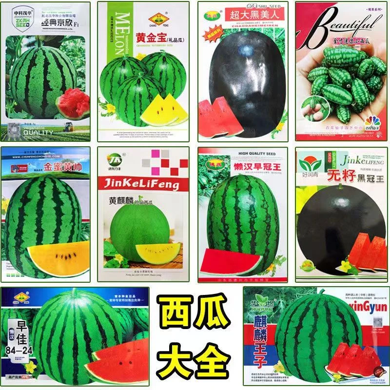 【春播首选】瓜王西瓜种子特大高产甜早熟四季播种少籽菜园蔬