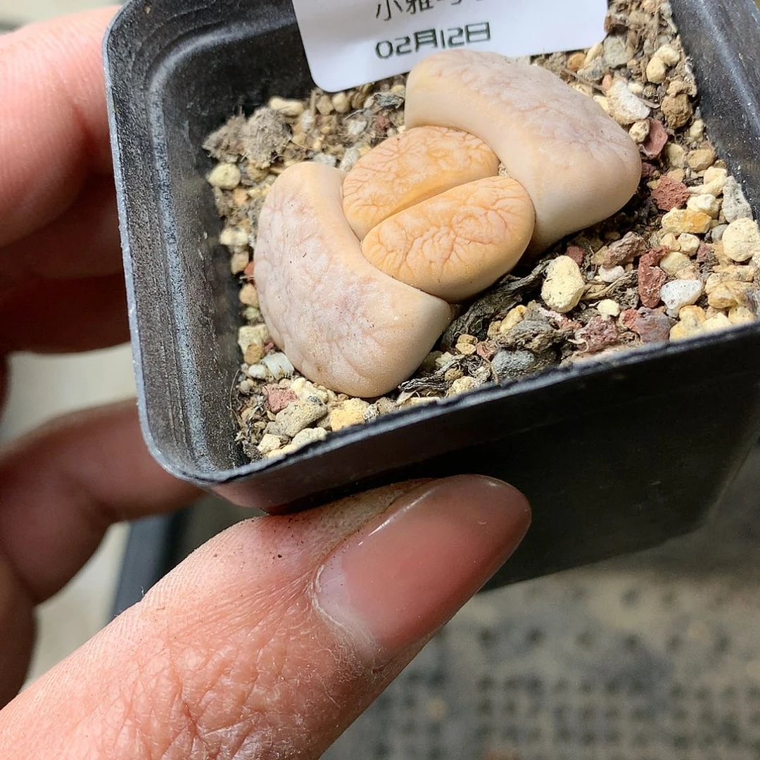 H30多肉植物保护研究所