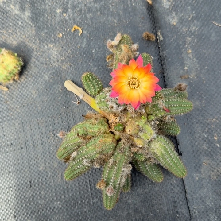 白檀仙人掌群生524