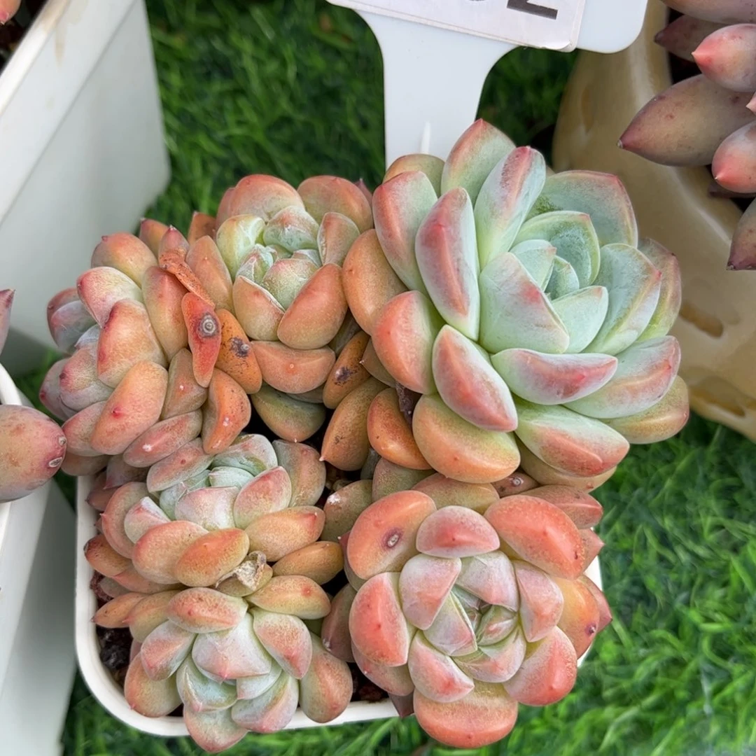 多肉植物3332 一定要拍个冷链哦