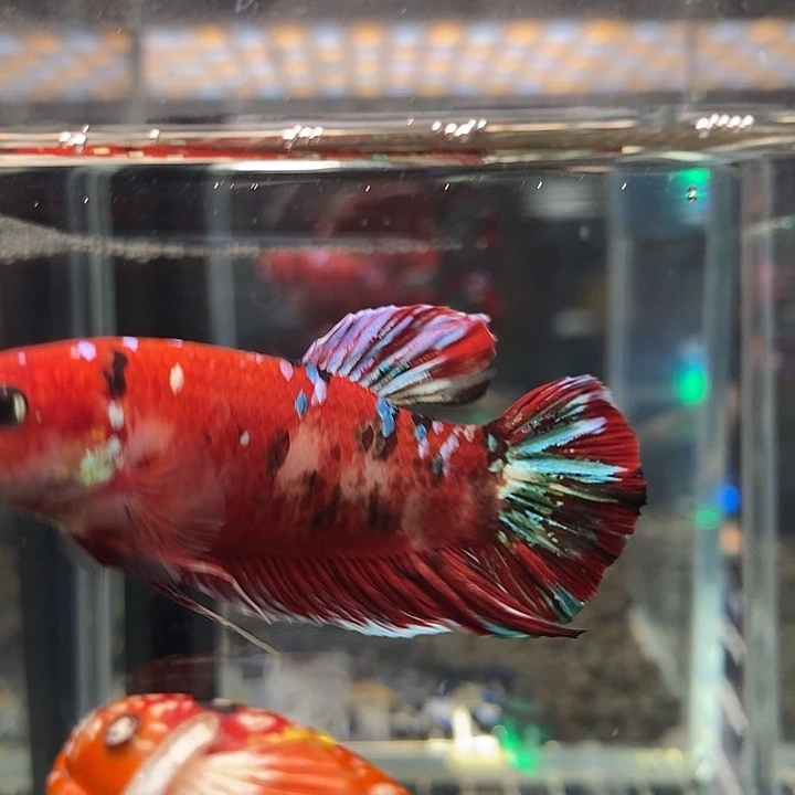 斗鱼黑242号巨斗将军