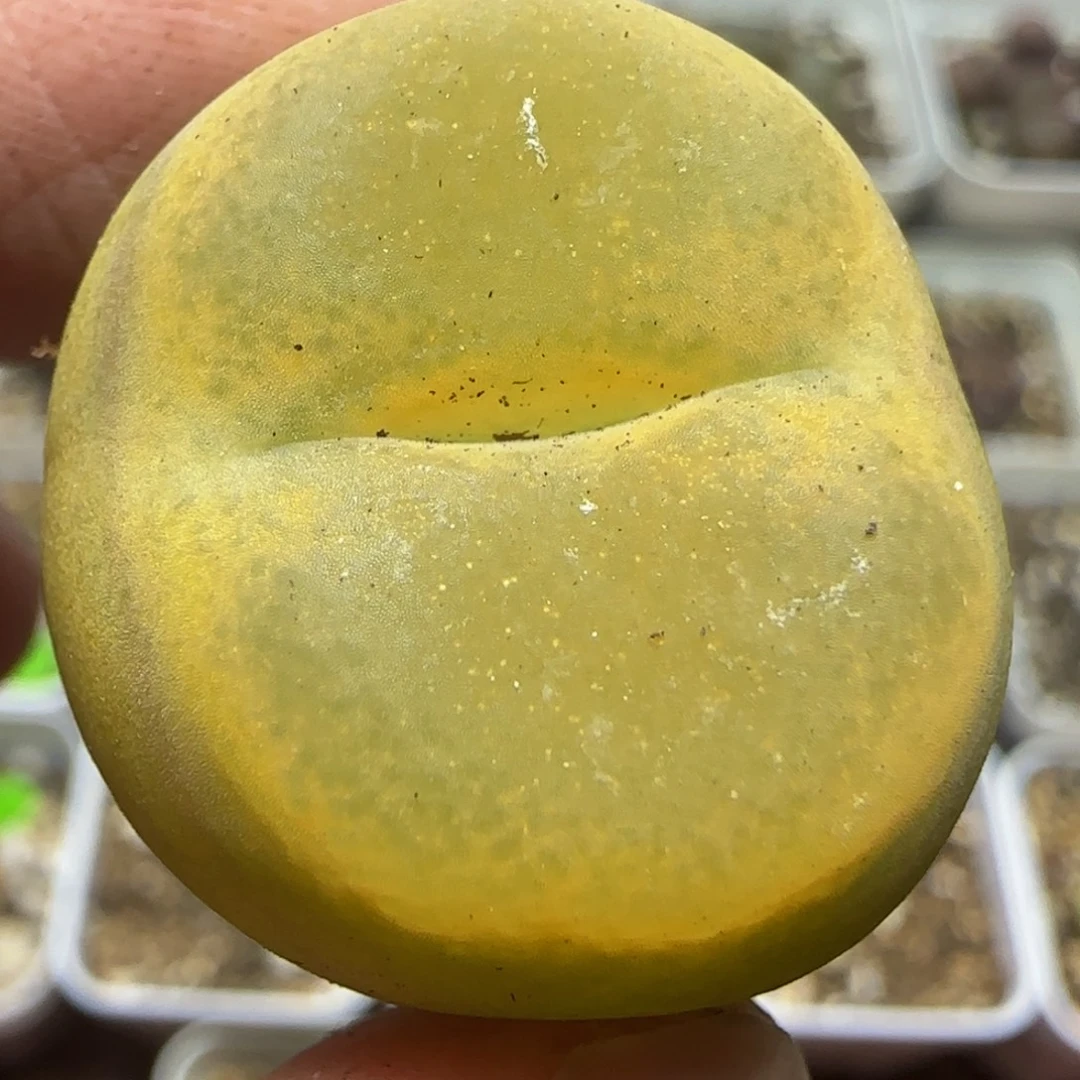 2.7漂亮多肉植物73