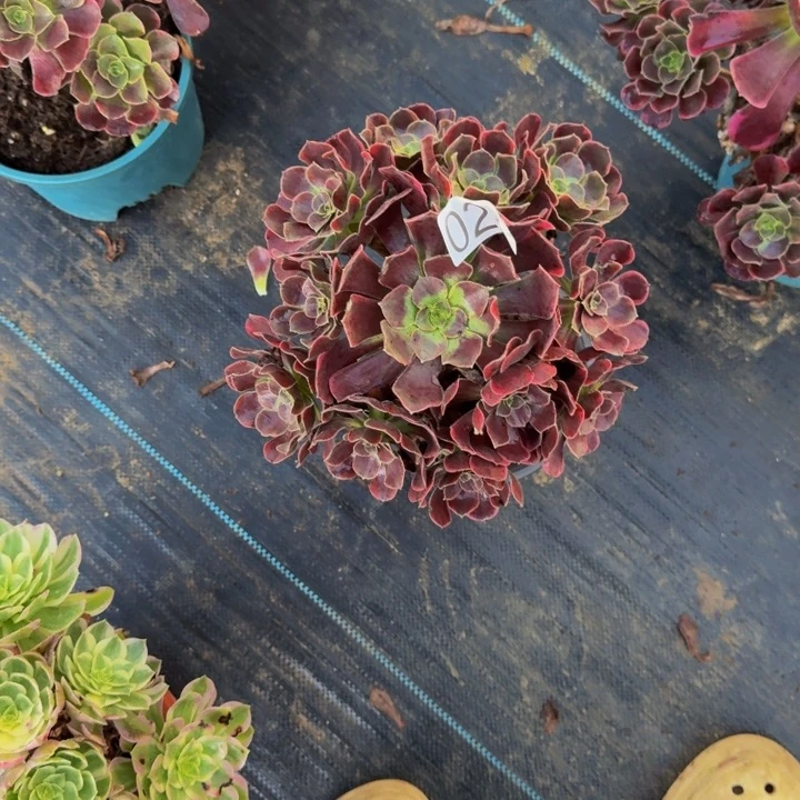 000000000024新品幽兰福利价