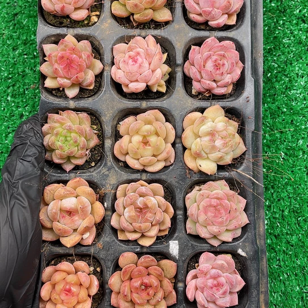 多肉植物一物一拍6-26