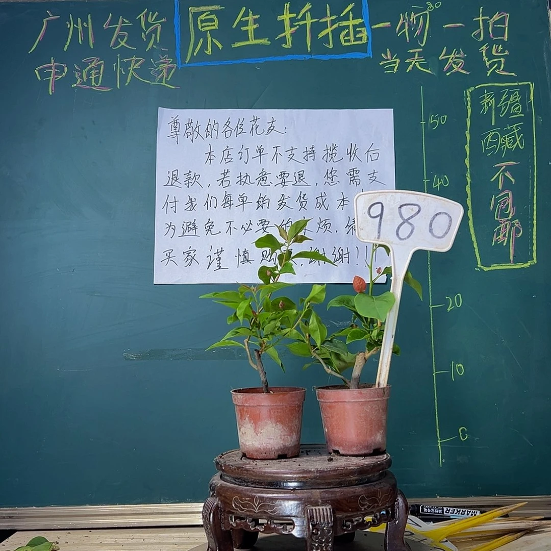 当前无花栽培后可以开花热火桑巴掌中宝 不甜西瓜掌中宝980