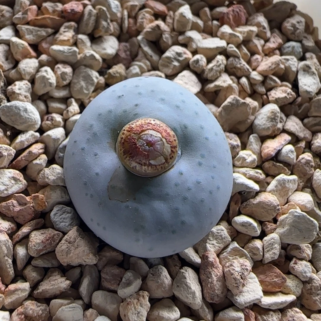 古***阳11-27-当天满38包邮大奶油嘟嘟嘴1.9cm脱土