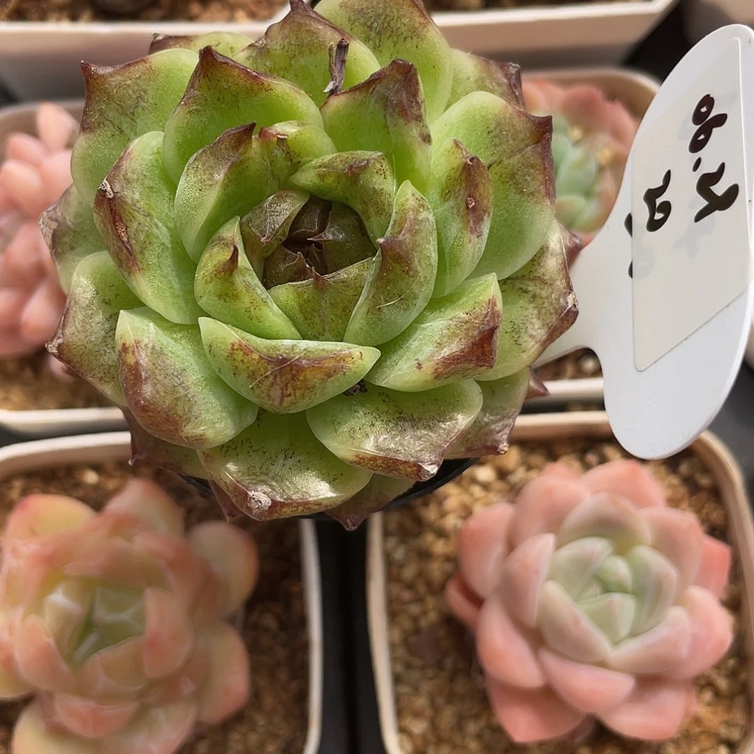 俺****萌肉小筑0629-20黑水晶杂