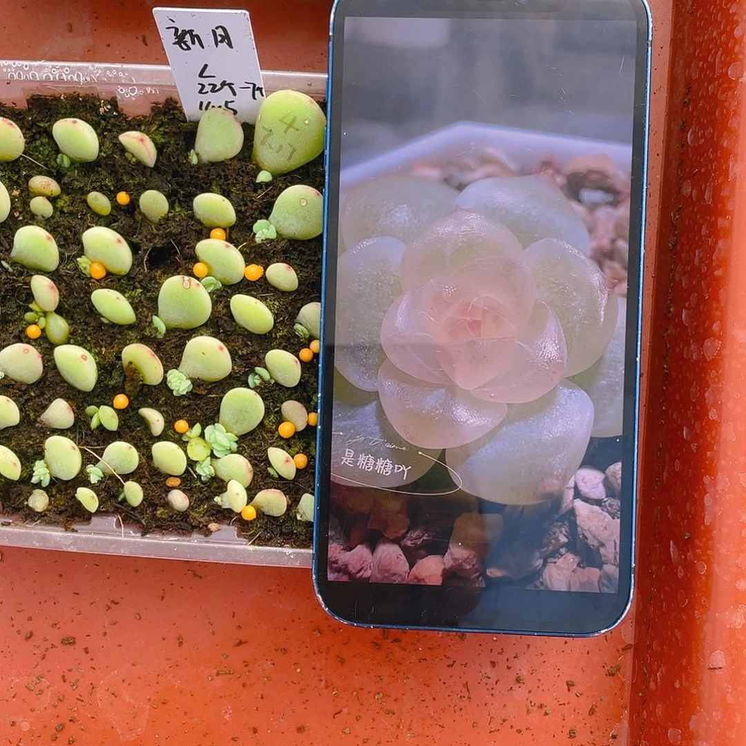 新月芝麻苗一个满25包邮