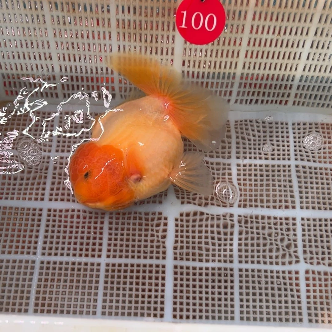 冉****金鱼你好吗我好想你