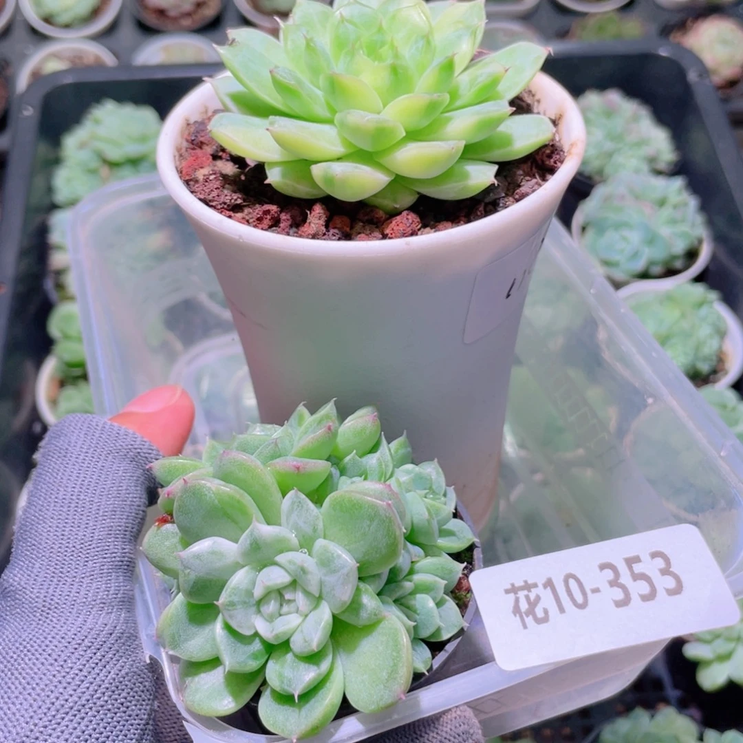 花利美10-353多肉2颗