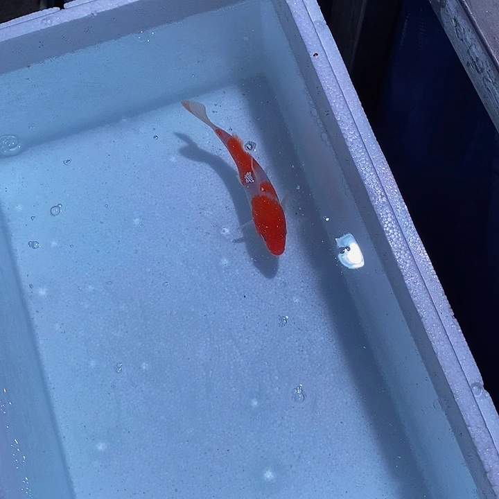 锦鲤锦鲤活鱼开箱包活