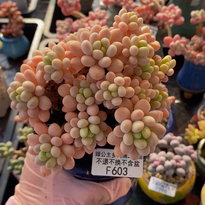 鱼子酱10cm603多肉植物