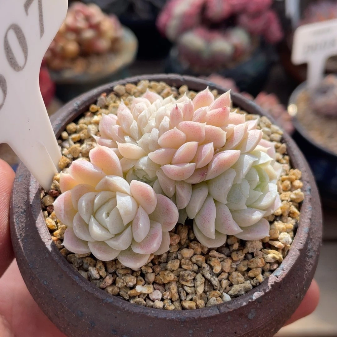 307白月影缀不带盆6厘米