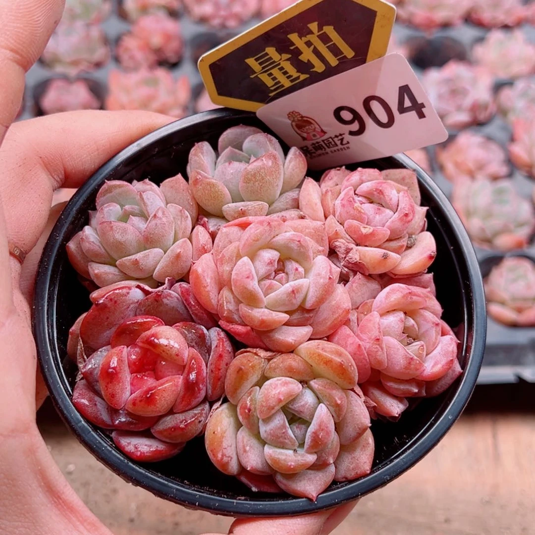 多肉植物多肉植物