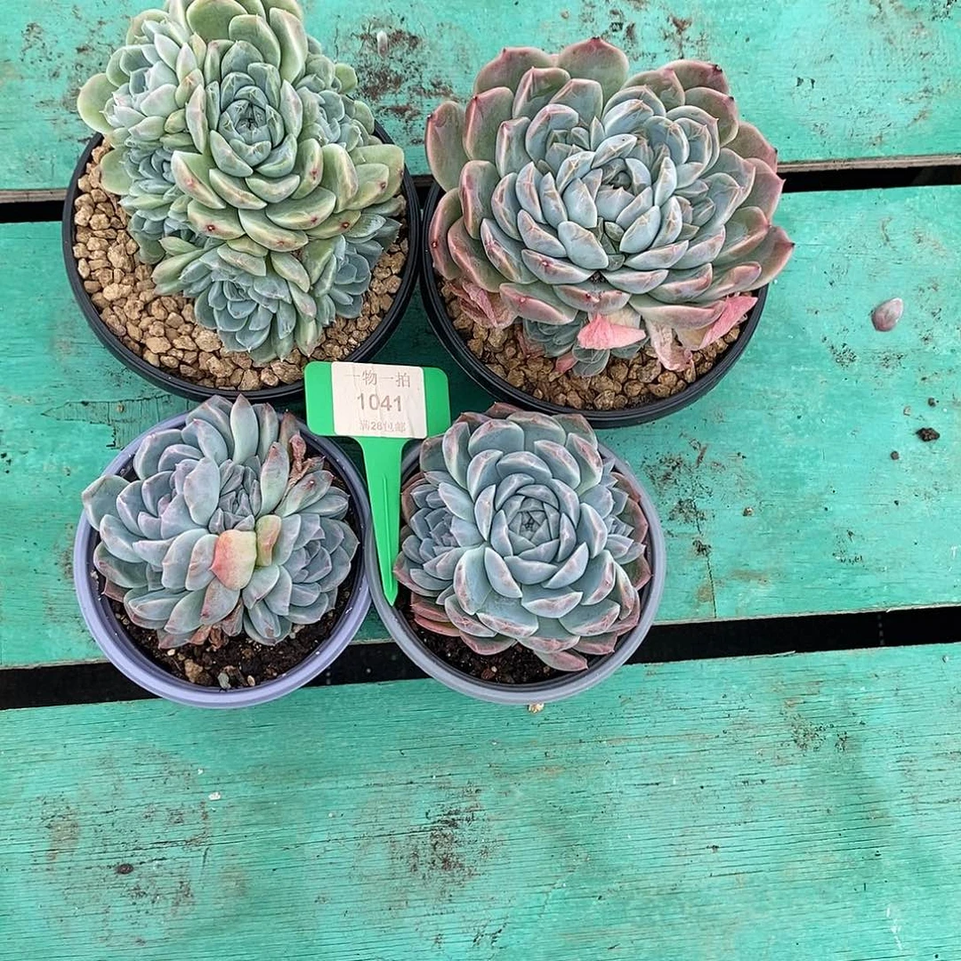 微***凉1041      4颗发货