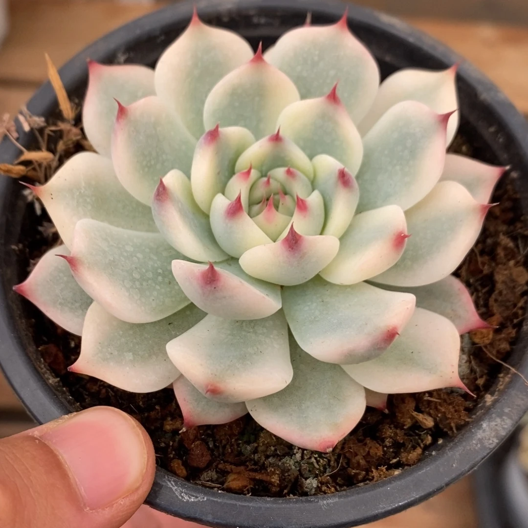 吉娃娃多肉植物9144