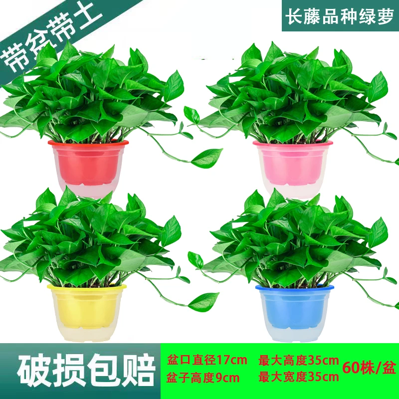 绿萝吊兰盆栽室内植物吸甲醛净化空气好养长藤垂吊绿植绿萝盆栽