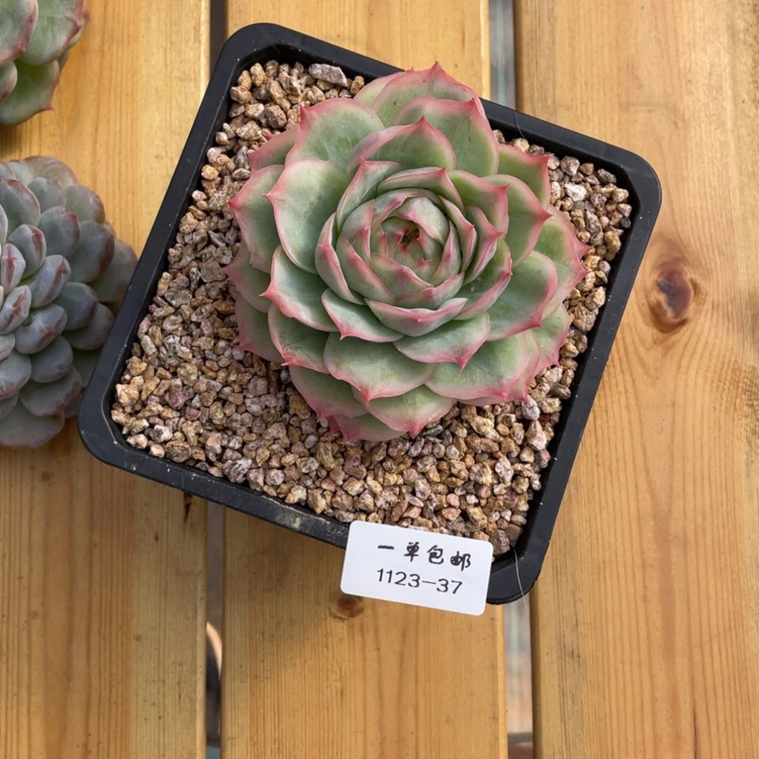 b****1123-37-相思玫瑰。。。。。。。。