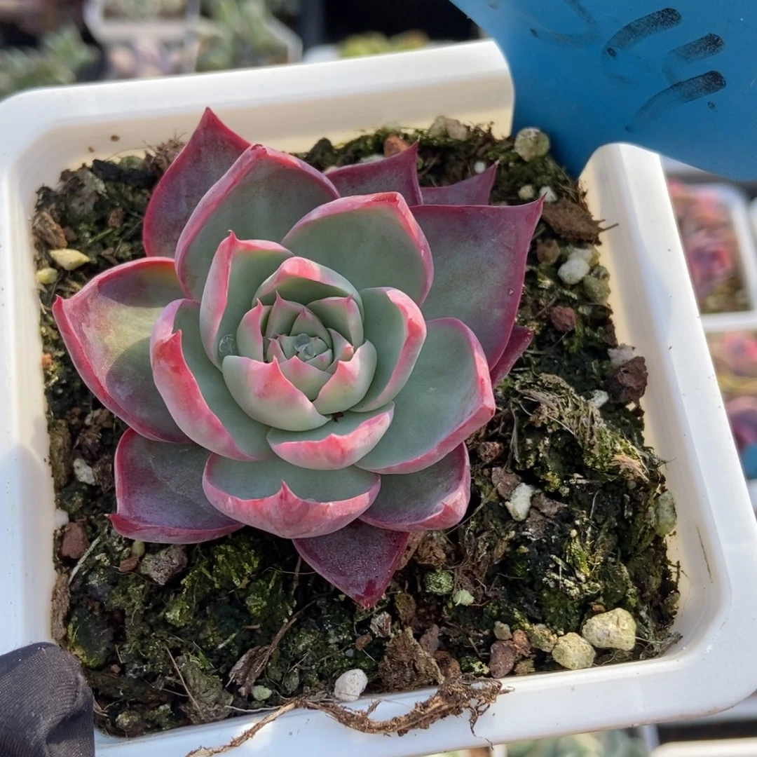 7364惊鸿仙子多肉植物