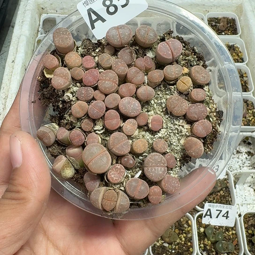 85多肉植物多肉植物