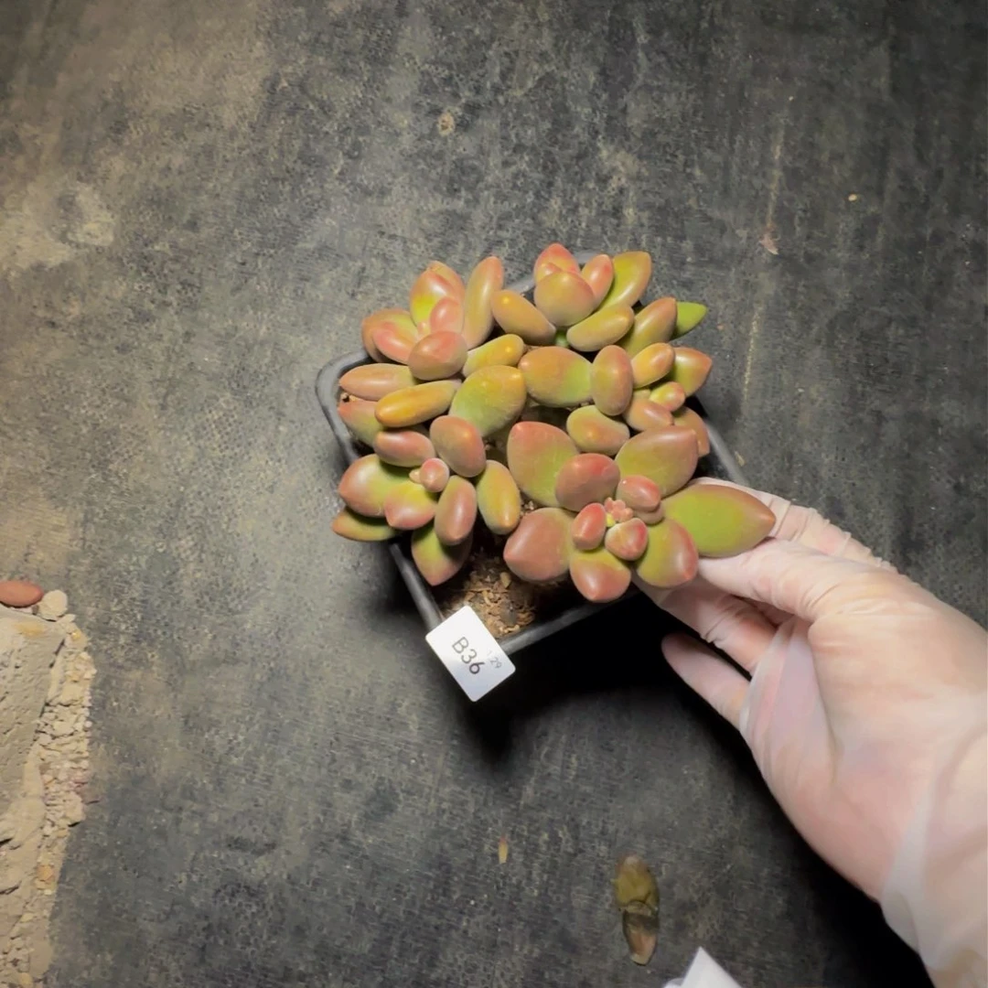 b b b b b b b b b 36