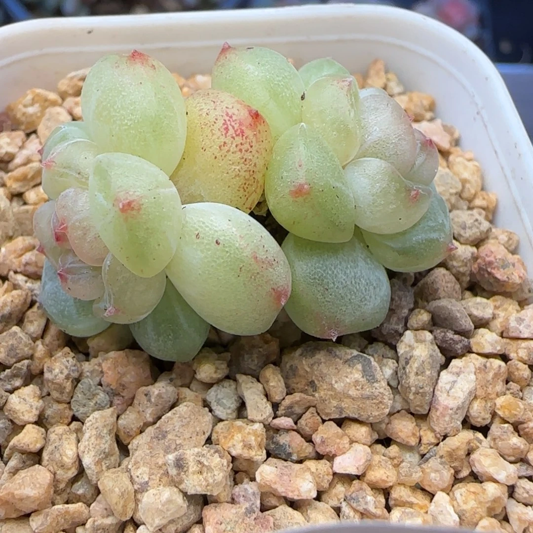 【满29包邮非偏远】090不保整