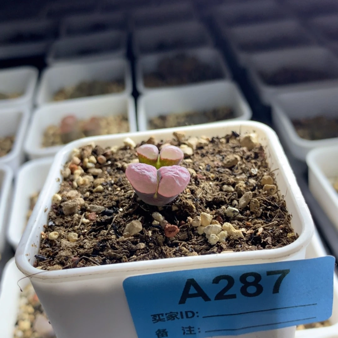 a287磁铁风铃母本
