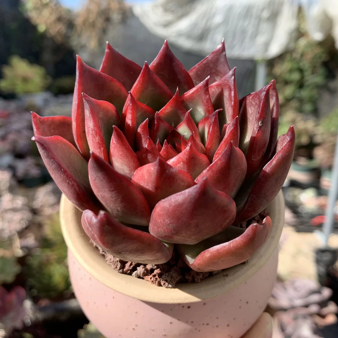 【满9.9包邮】野马东云单头6.5cm盆多肉植物以直播间展示为主