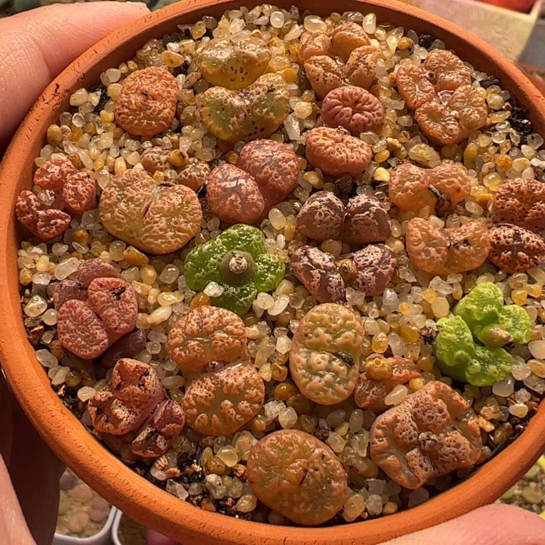 452多肉植物百科