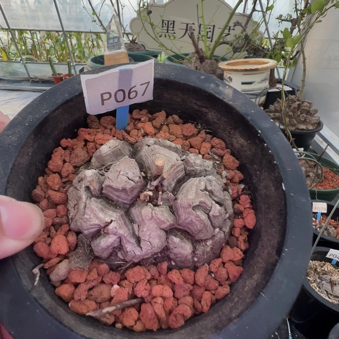 多肉植物专拍 一物一拍 南非龟甲龙067